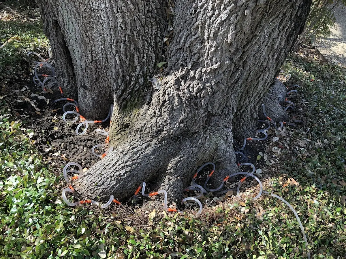 Detailed Tree Cabling and Bracing job site in Kirkville