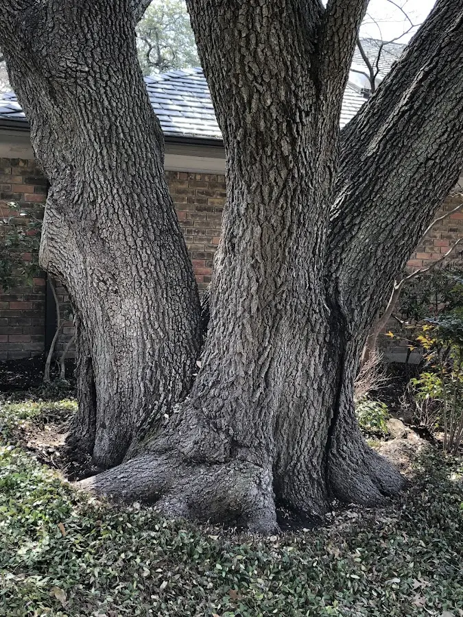 Mature heritage tree close to a Kirkville property cared for by certified arborists